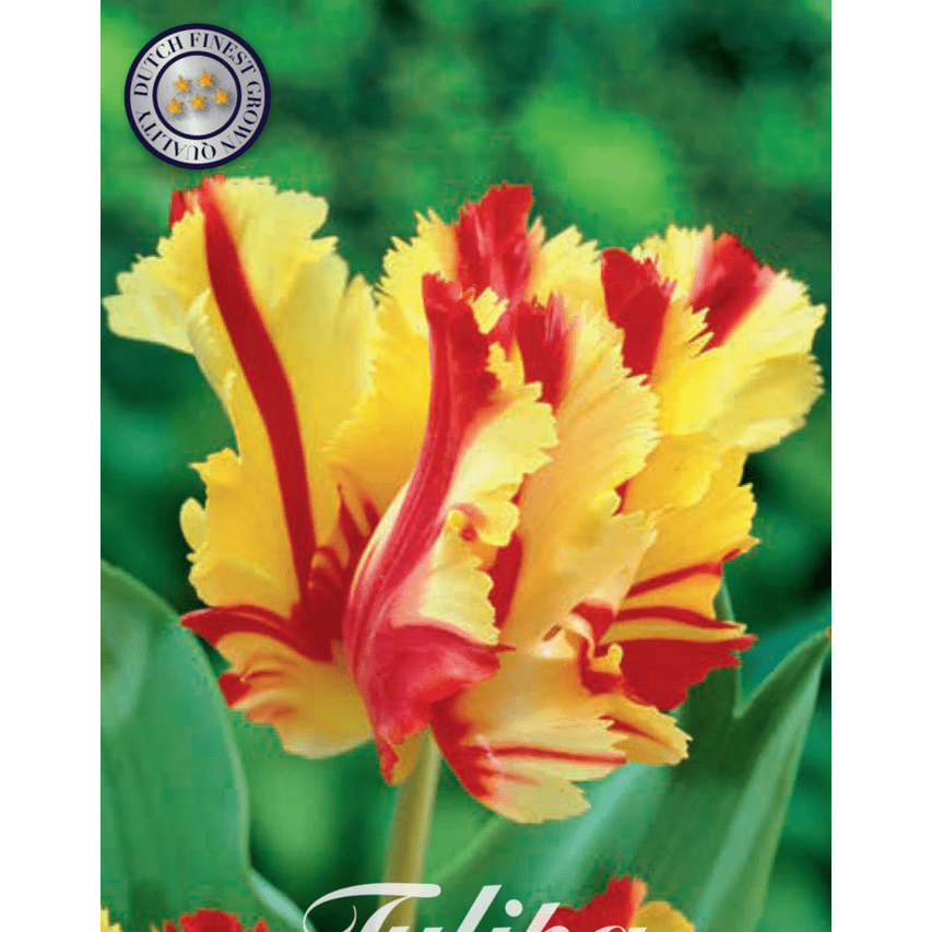 Tulipan Flaming Parrot 7-pakning