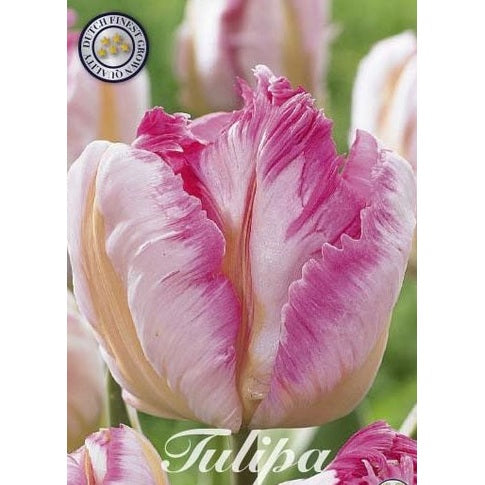 Tulipan Silver Parrot 7-pakning