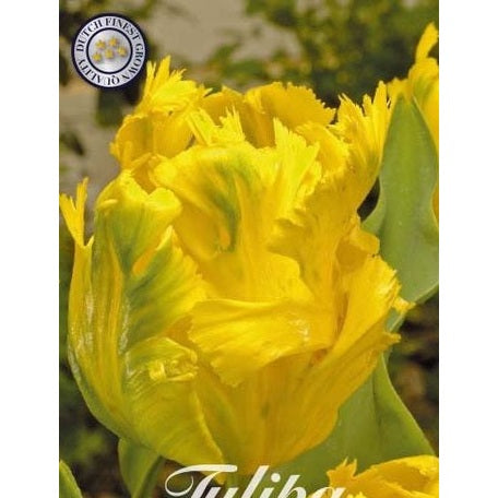 Tulipan Texas Gold 7-pakning