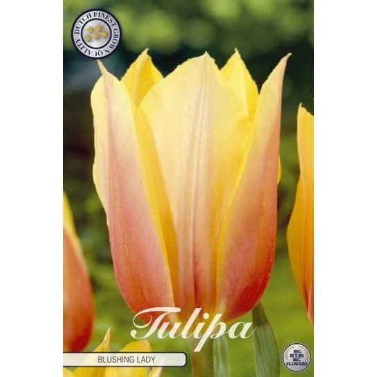 Tulipan Blushing Lady 7-pakk