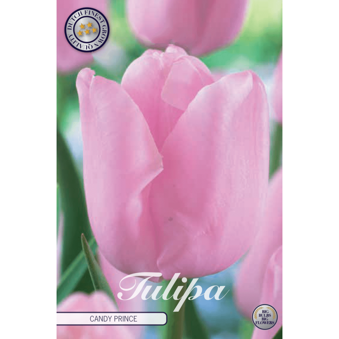 Tulipan Candy Prince 10-pakning
