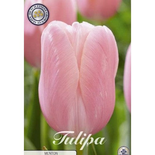 Tulipan Menton 7-pakning