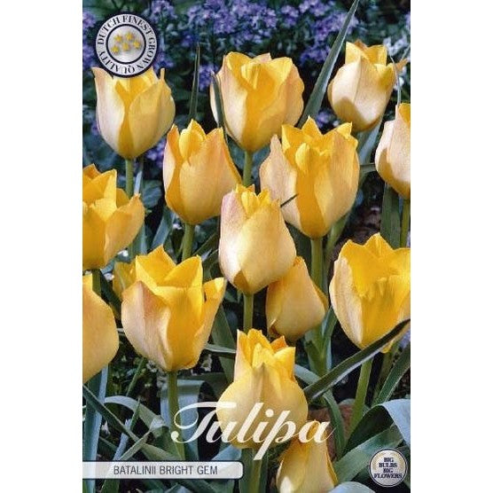 Tulipan Batalinii Bright Gem 10-pakning