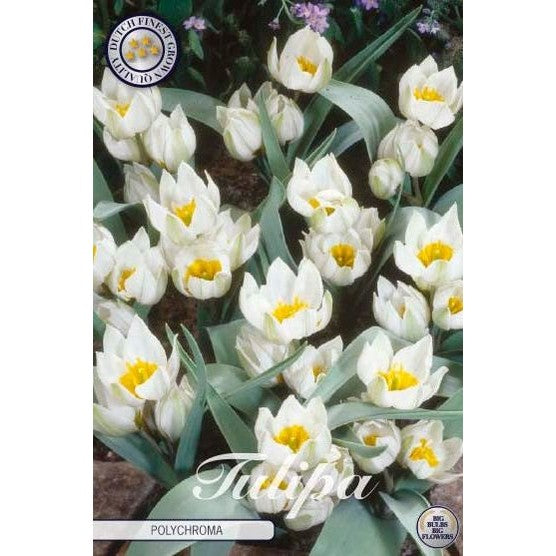 Tulipan Polychroma 10-pakning