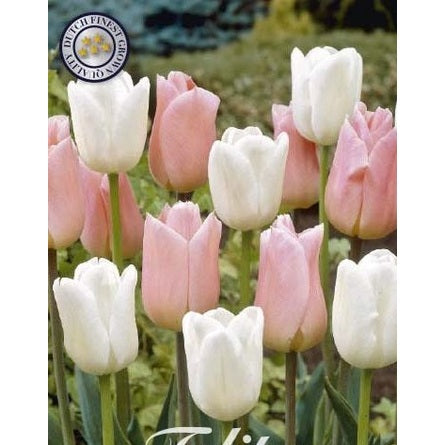Tulipan Sweet Candy 10-pakning