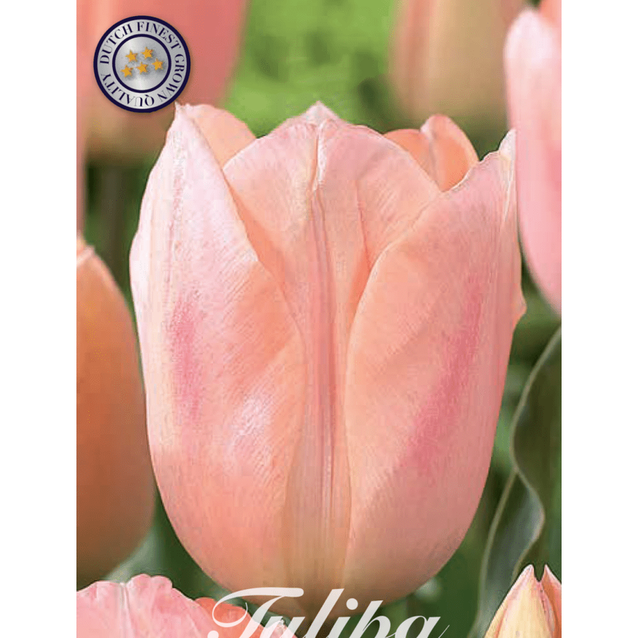 Tulipan Apricot Beauty 7-pakning