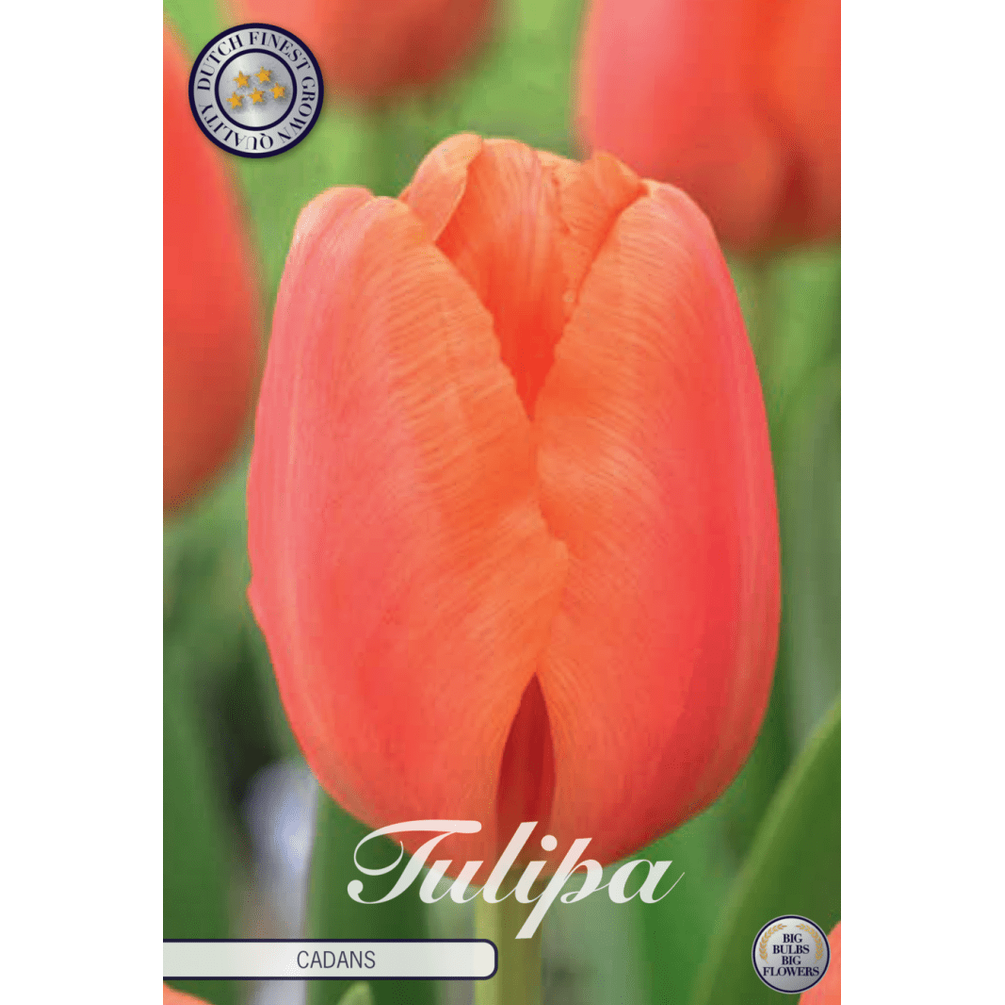 Tulipan Cadans 10-pakning