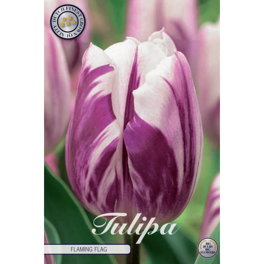 Tulipan Flaming Flag 10-pakning