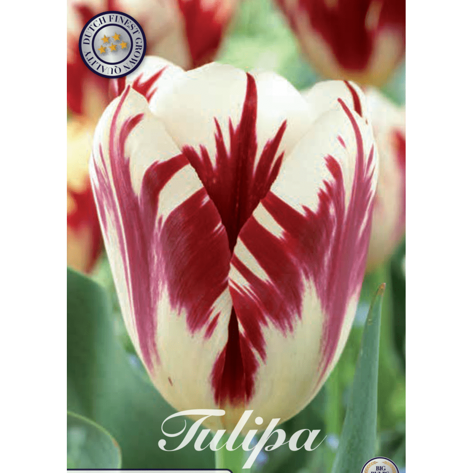 Tulipan Grand Perfection 10-pakning