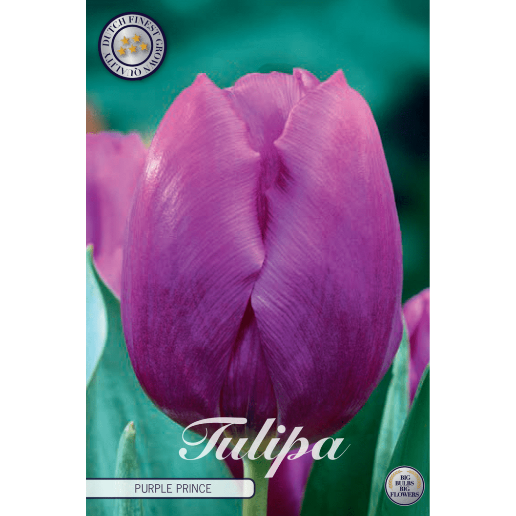 Tulipan Purple Prince 10-pakning