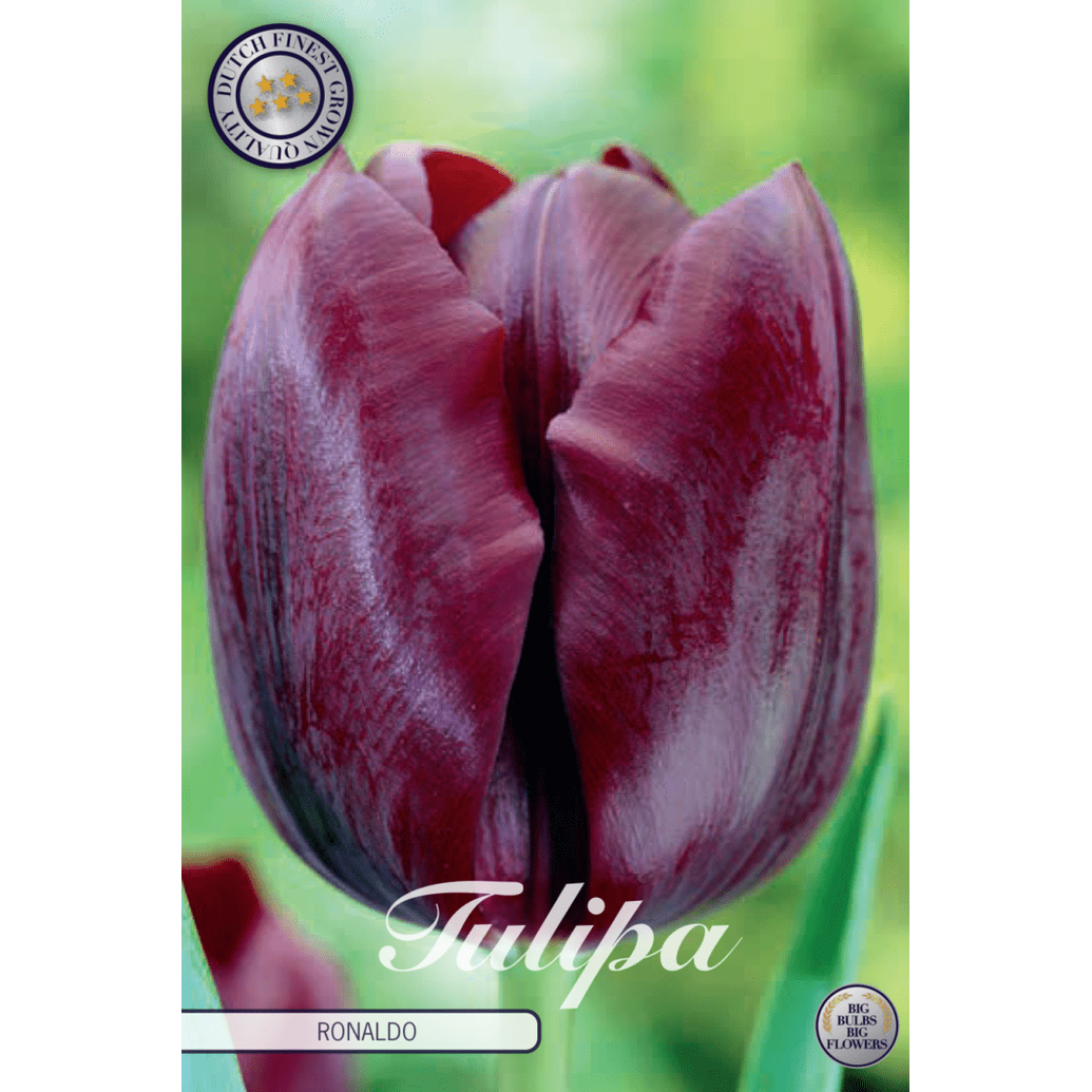 Tulipan Ronaldo 10-pakning