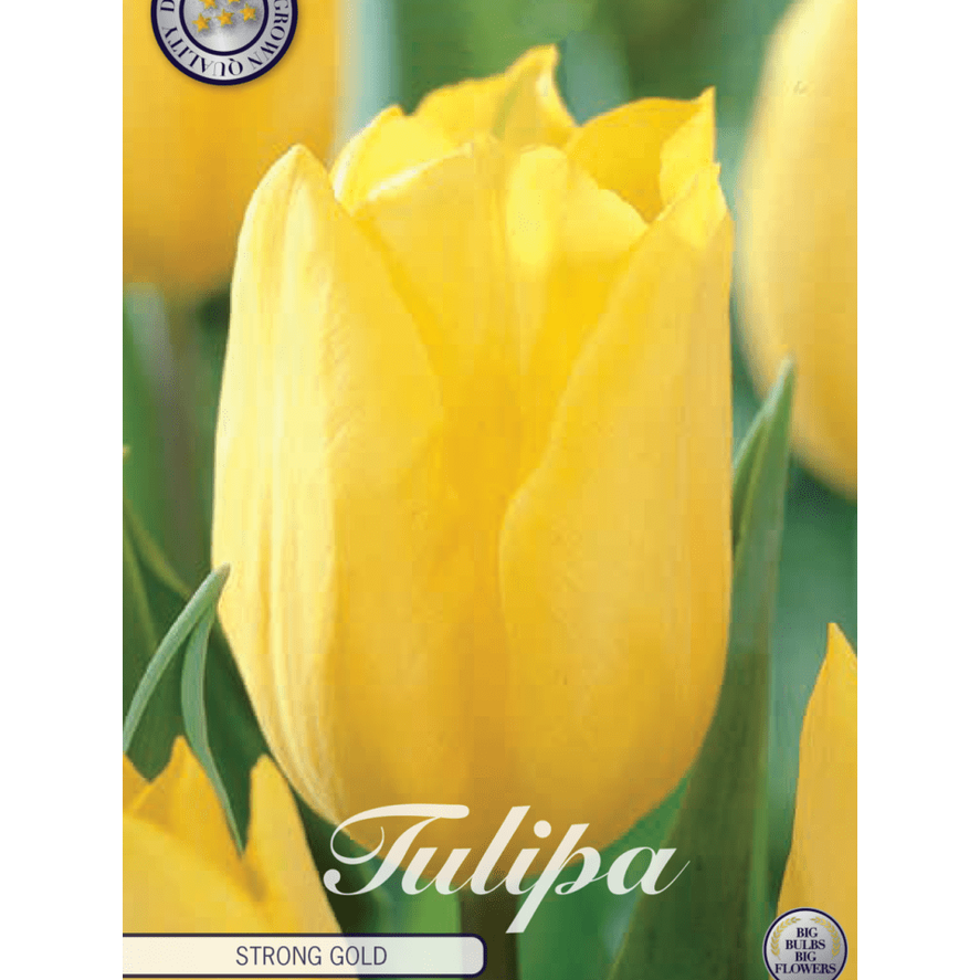 Tulipan Strong Gold 10-pakning