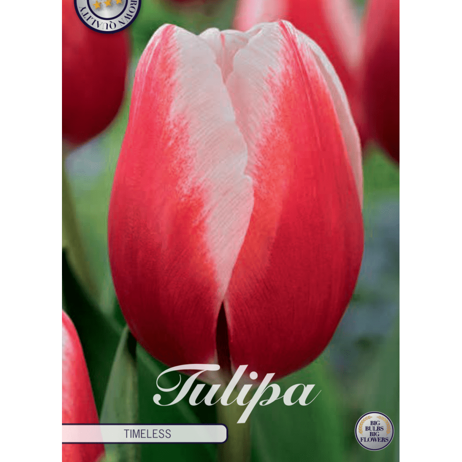 Tulipan Timeless 7-pakk