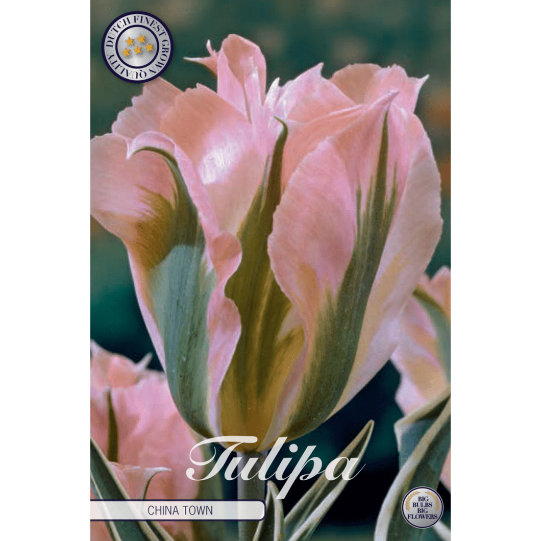 Tulipan China Town 7-pakning
