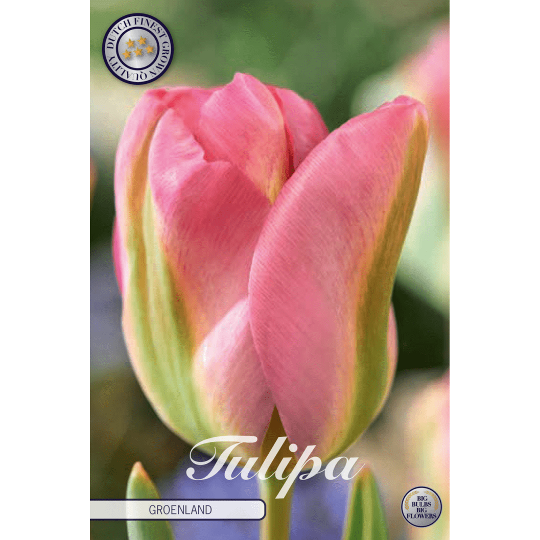 Tulipan Groenland 7-pakning