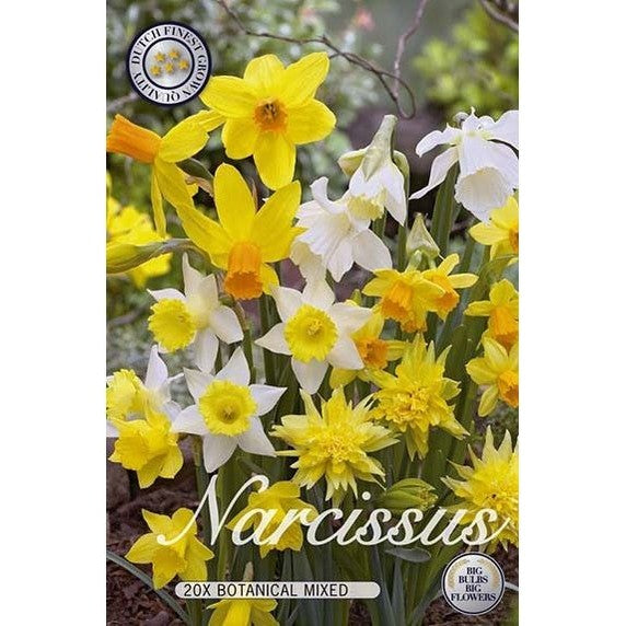 Narcissus Botanical Mixed 10-pakning
