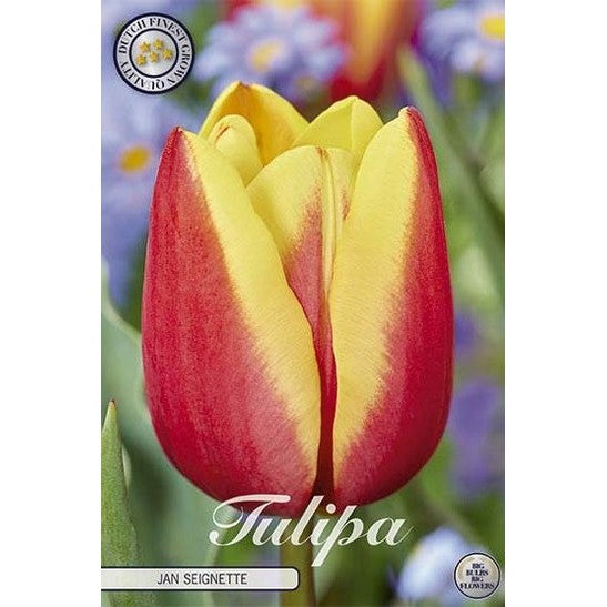 Tulipan 'Jan Seignette' (NEW) 10-pakning