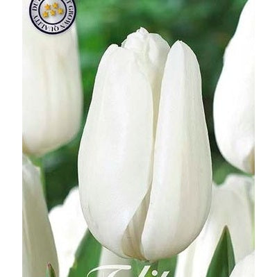 Tulipan 'Lanka' (NEW) 7-pakning