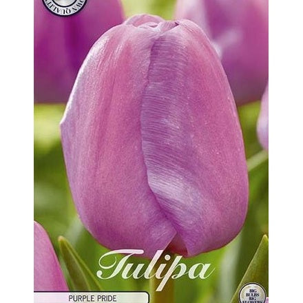 Tulipan 'Purple Pride' (NEW) 7-pakning