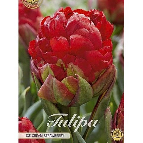 Tulipan 'Ice Cream Strawberry' (NEW) 3-pakning