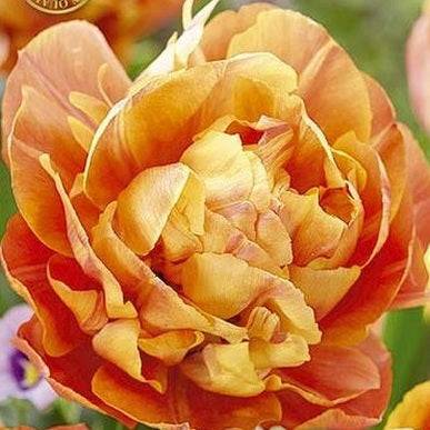 Tulipan 'Valdivia' (NEW) 7-pakning