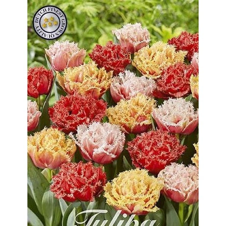 Tulipan 'Crispa Double Mixed' (premium) (NEW) 10-pakning
