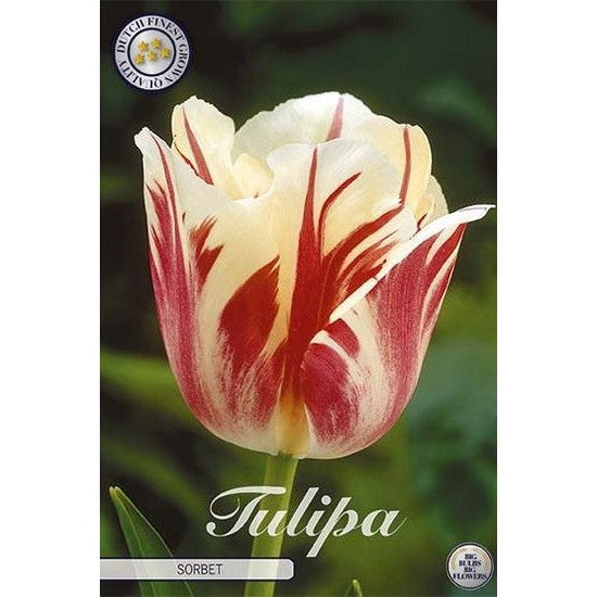 Tulipan Sorbet (NEW) 7-pakning