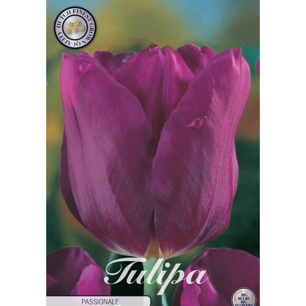Tulipan 'Passionale' 10-pakning