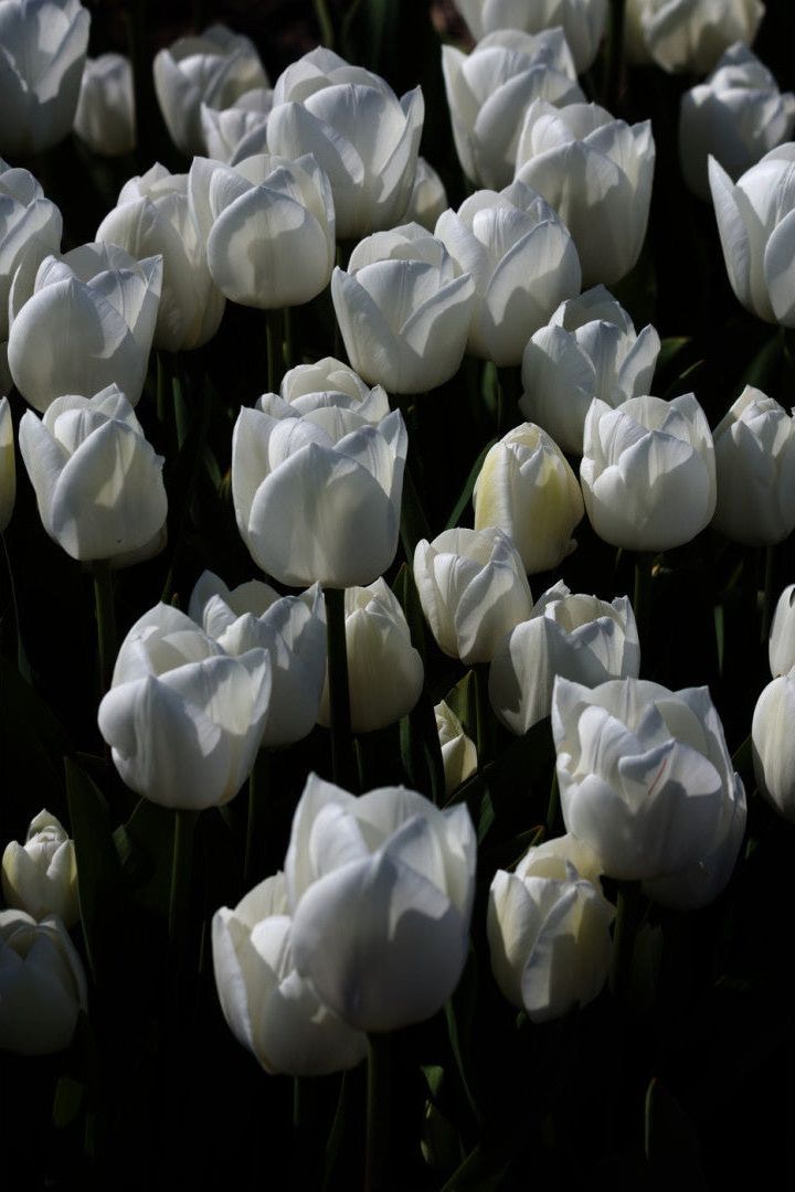Tulip Royal Virgin 5-pakning