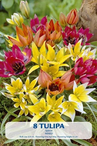 Tulip Wild Mix 8-pakning