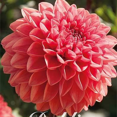 Dahlia Blitzer Dekorativ 1-pak NYHET