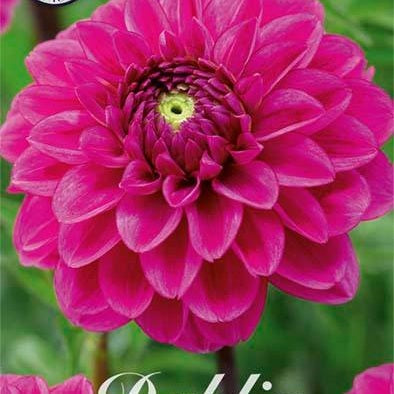 Dahlia Boll Pink Sylvia 1-pak NYHET