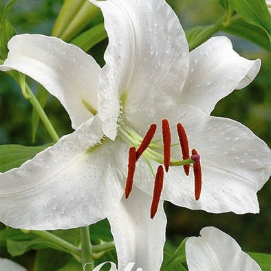 Orientalsk lilje-Lilium Premium Blond 2-pak