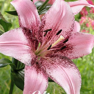 Orientalsk lilje-Lilium Oriental Morpho Pink 2-pak
