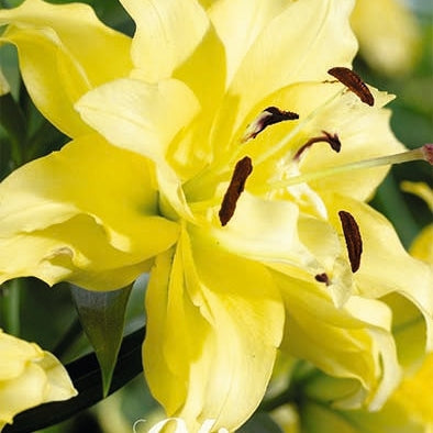 Orientalsk Lilje-Lilium Oriental Tomos NYHET 2-pak