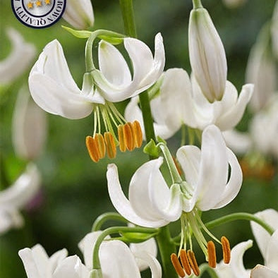 Krollija-Lilium Snowy Morning 1-pack