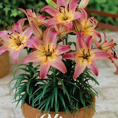 Asiatlilje-Lilium Rozalynn 2-pakning