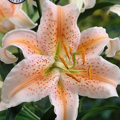 Orientalsk Lilje-Lilium Salmon Party 2-pak NYHET
