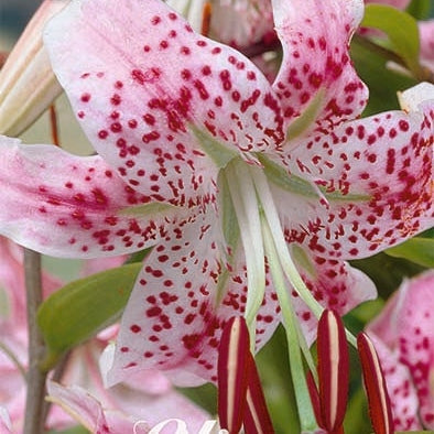 Praktlilje-Lilium Speciosum Rubrum 2-pack