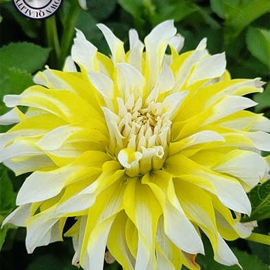 Dahlia Dekorativ Calgary Flame 1-pak