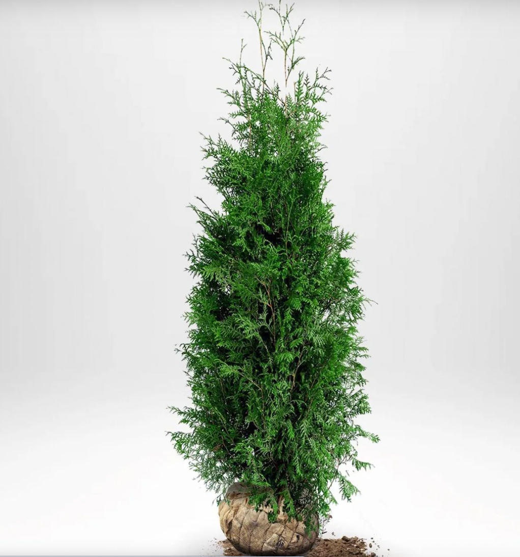 Thuja Brabant, 100-120 cm, RB, Kvalitet: Landscape Quality