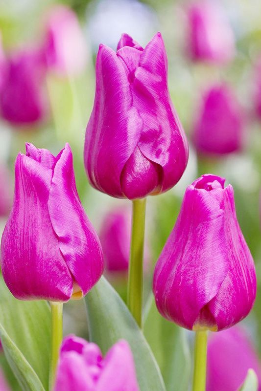 Tulip Triumph Passio Glossy 7-pakning (NY)