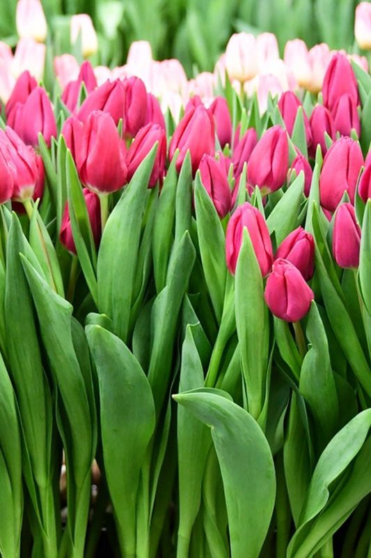 Tulip Triumph Pink Ardor 10-pakning (NY)