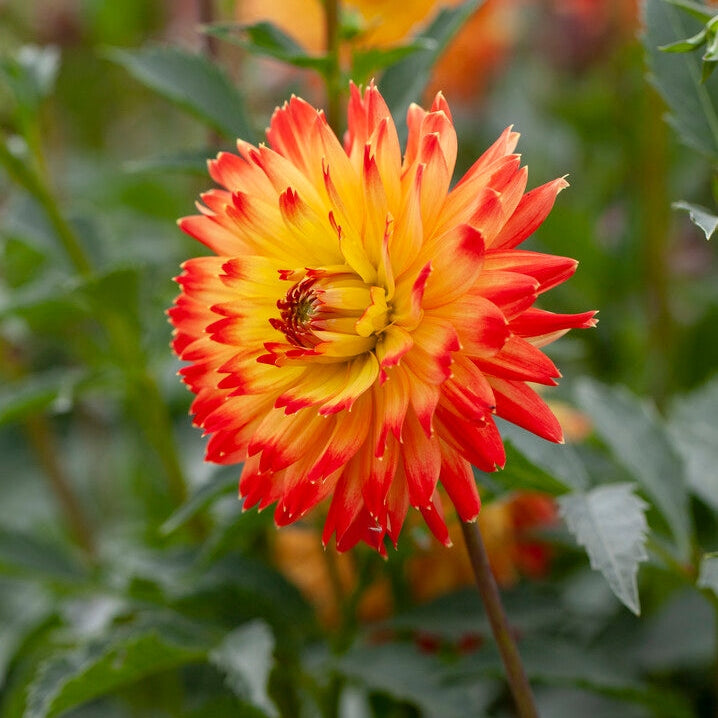 Dahlia Dekorativ Procyon 1-pakning