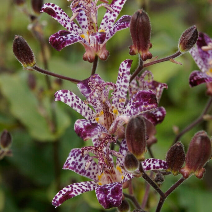 Taiwanskugglilje - Tricyrtis Formosana 2-pakning