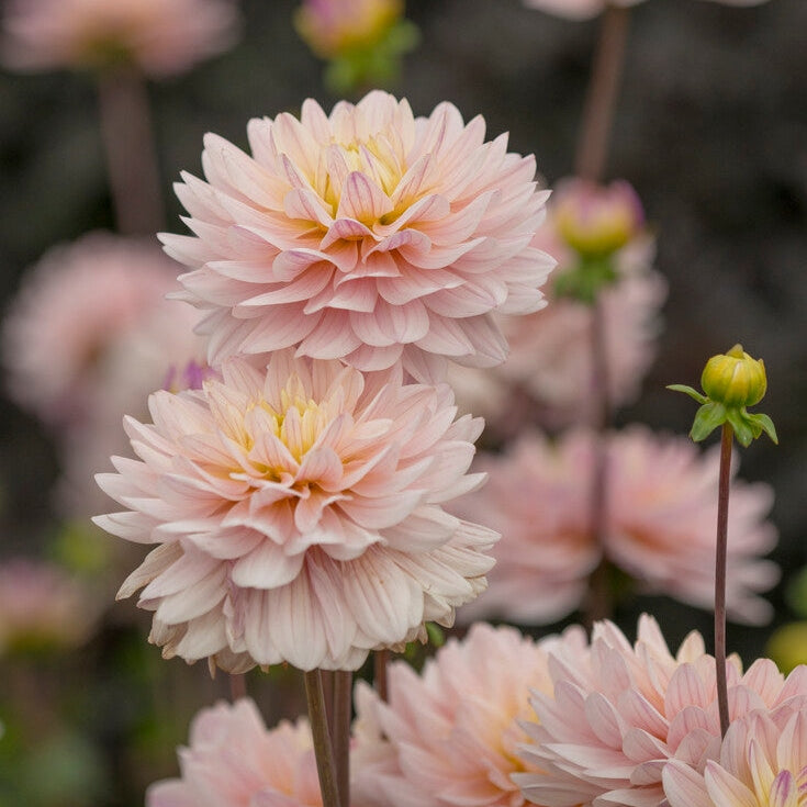 Dahlia Dekorativ Diana's Memory 1-pakning