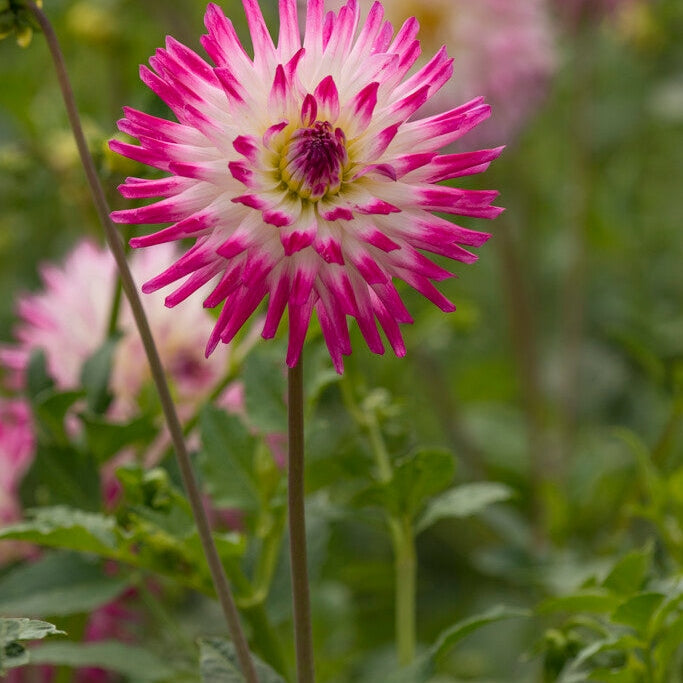 Dahlia Cactus Hayley Jane 1-pakning