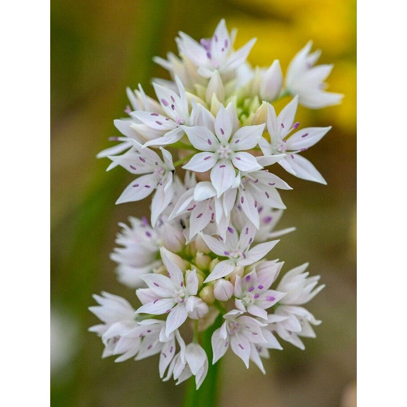 Allium 'Graceful Beauty' 5-pakning