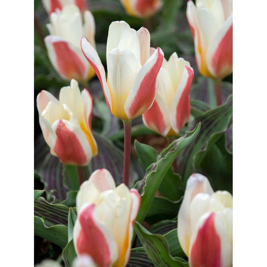 Tulipan Johan Strauss 7-pakning