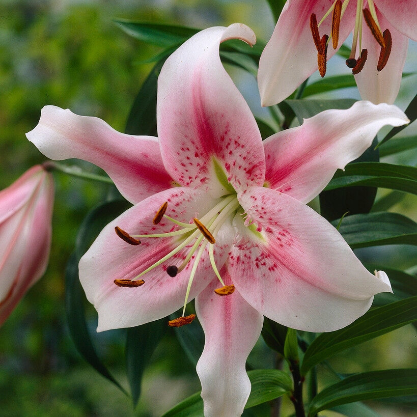 Lilje-Lilium Orienpet Anastasia (Treelily) 2-pakning